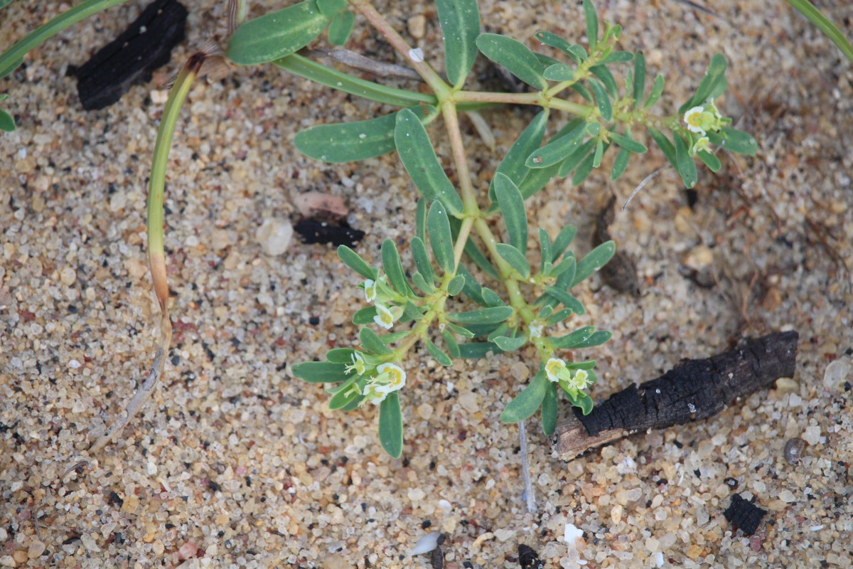 Euphorbia rosea Retz.